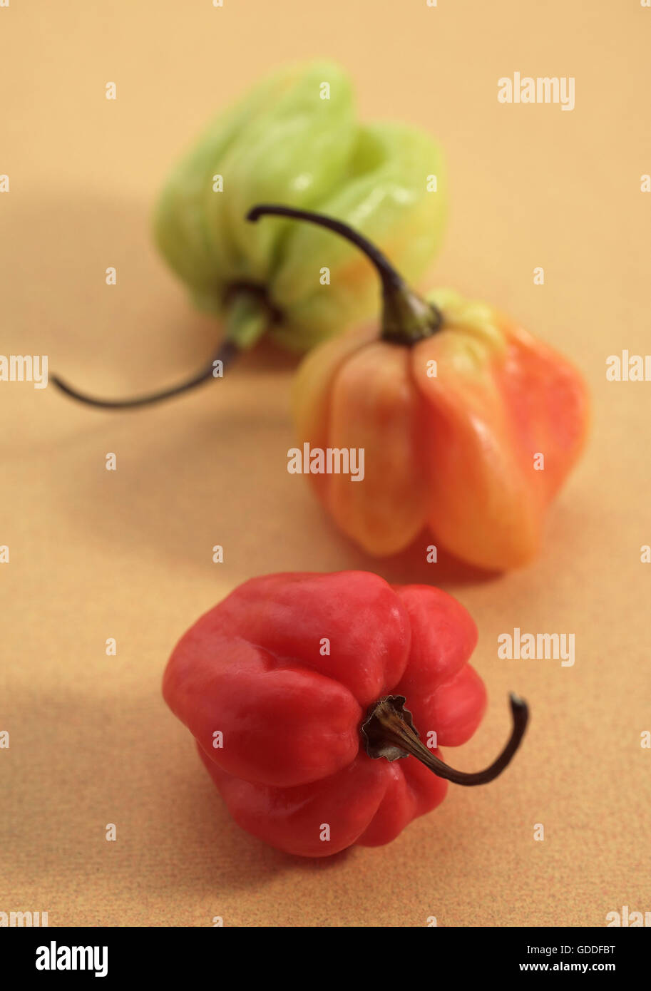 Martinique Hot Pepper Stock Photo