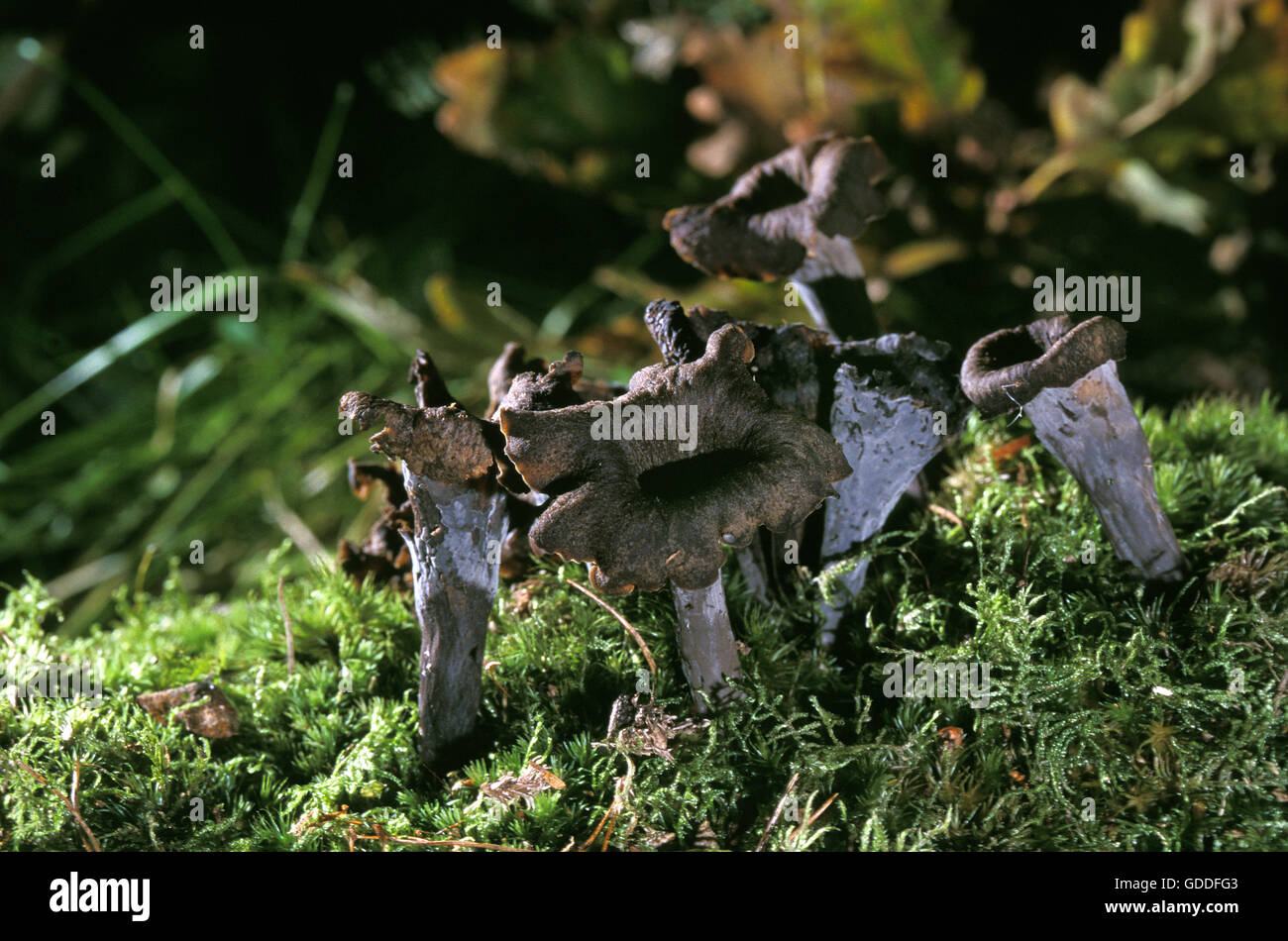 Horn of Plenty Mushroom, craterellus cornucopioides, Edible Mushrooms Stock Photo