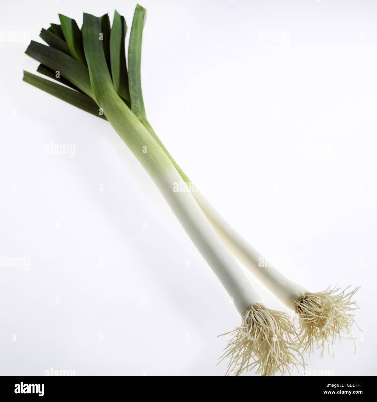 Leek, allium porrum, Vegetables against White Background Stock Photo