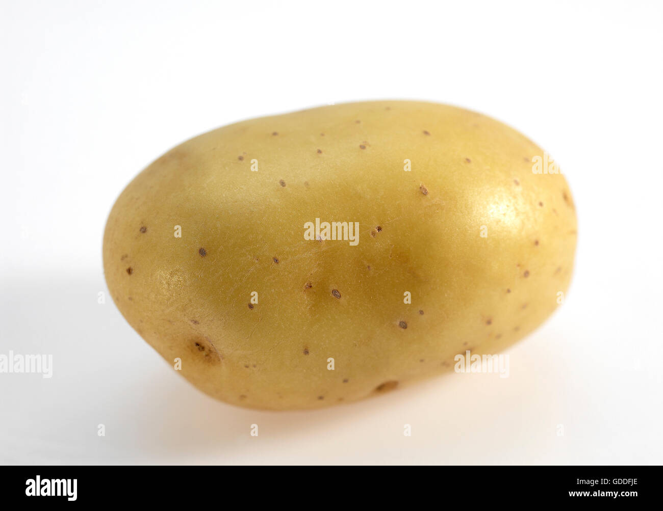 Mona Lisa Potato, Solanum tuberosum, Vegetable against White Background Stock Photo