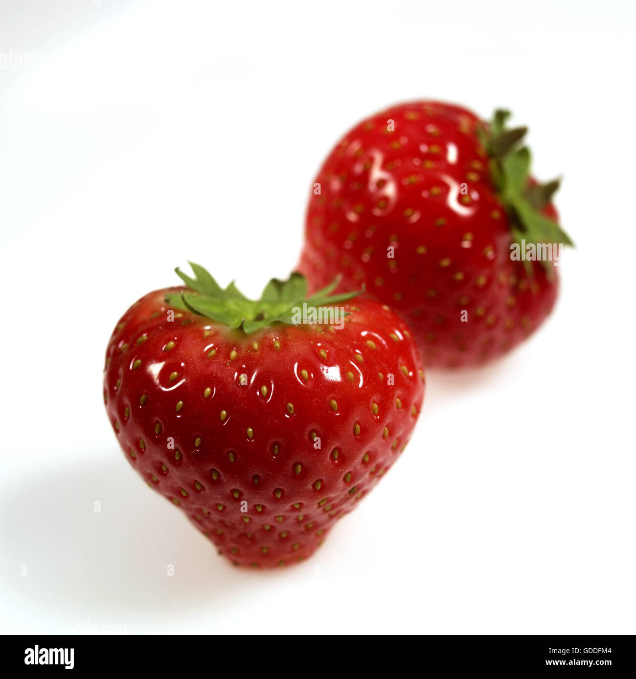 Strawberries, fragaria vesca, Fruits against White Background Stock Photo