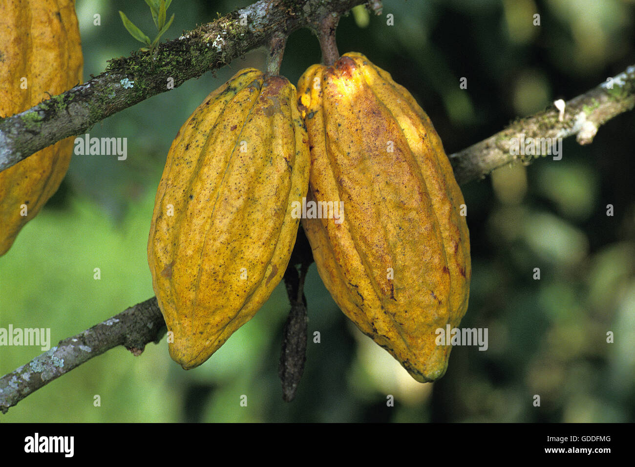 Cacao Tree, theobroma cacao, Branch with Cocoa Fruit, Mexico Stock Photo