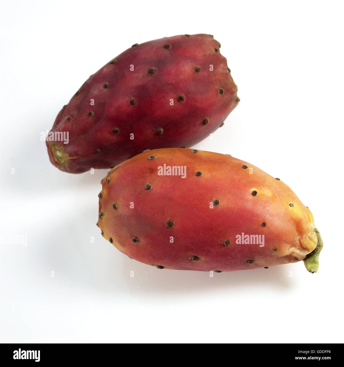 Prickly Pear Fruits from Cactus, opuntia sp. Stock Photo