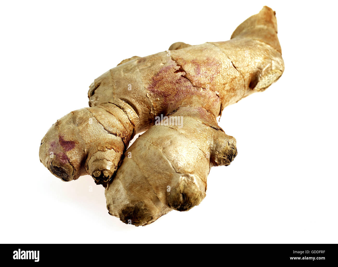 Ginger Root, zingiber officinale against White Background Stock Photo