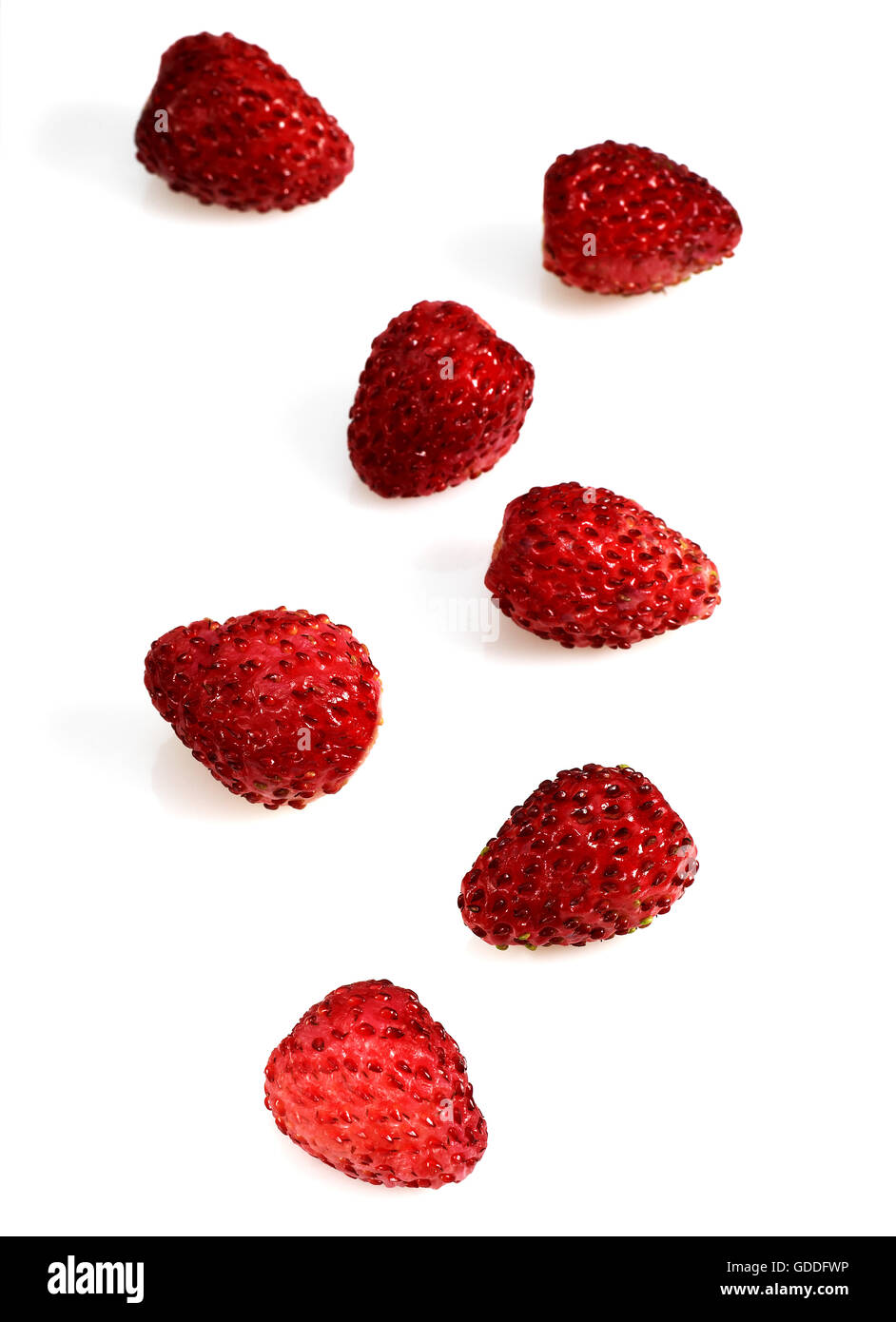 Wild Strawberries, fragaria vesca against White Background Stock Photo