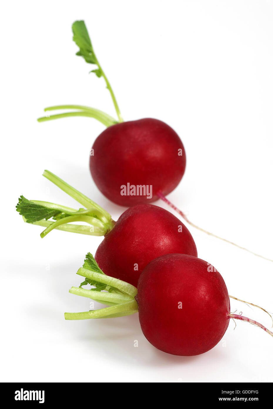 Red Radish, raphanus sativus against White Background Stock Photo Alamy