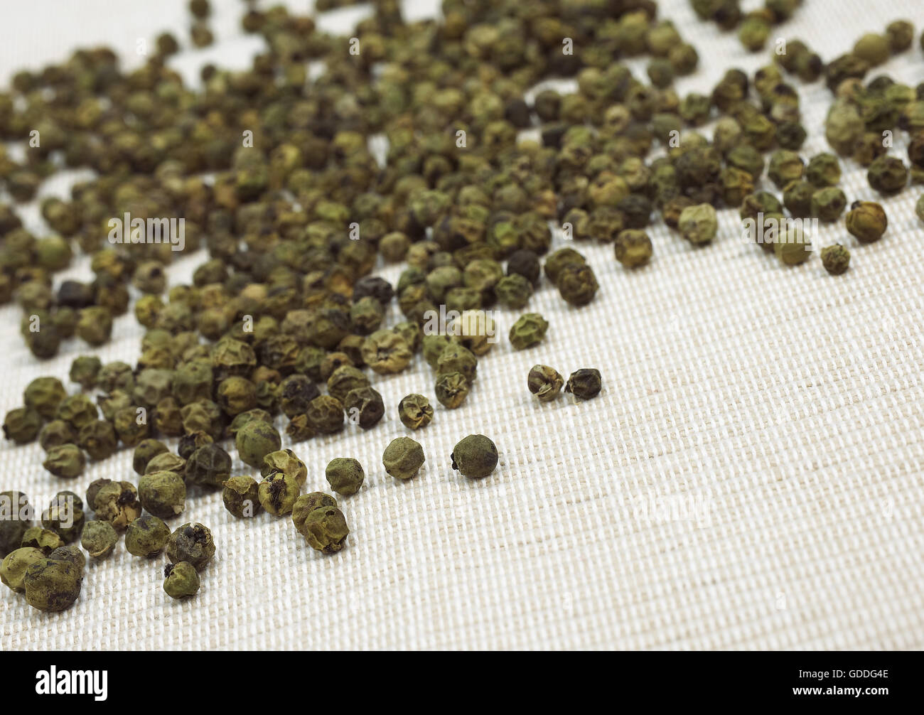 Green Peppercorn, piper nigrum Stock Photo