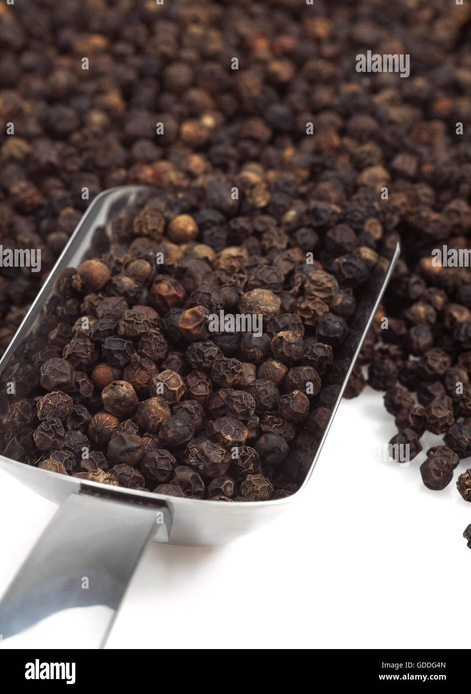 Black Peppercorn, piper nigrum, Black Berries against White Background