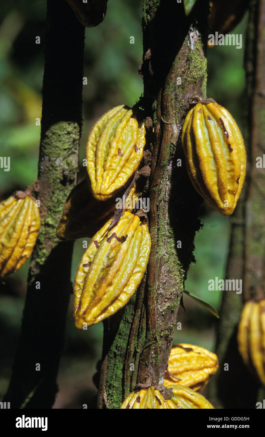 Cacao Tree, theobroma cacao, Cocoa Fruits, Mexico Stock Photo