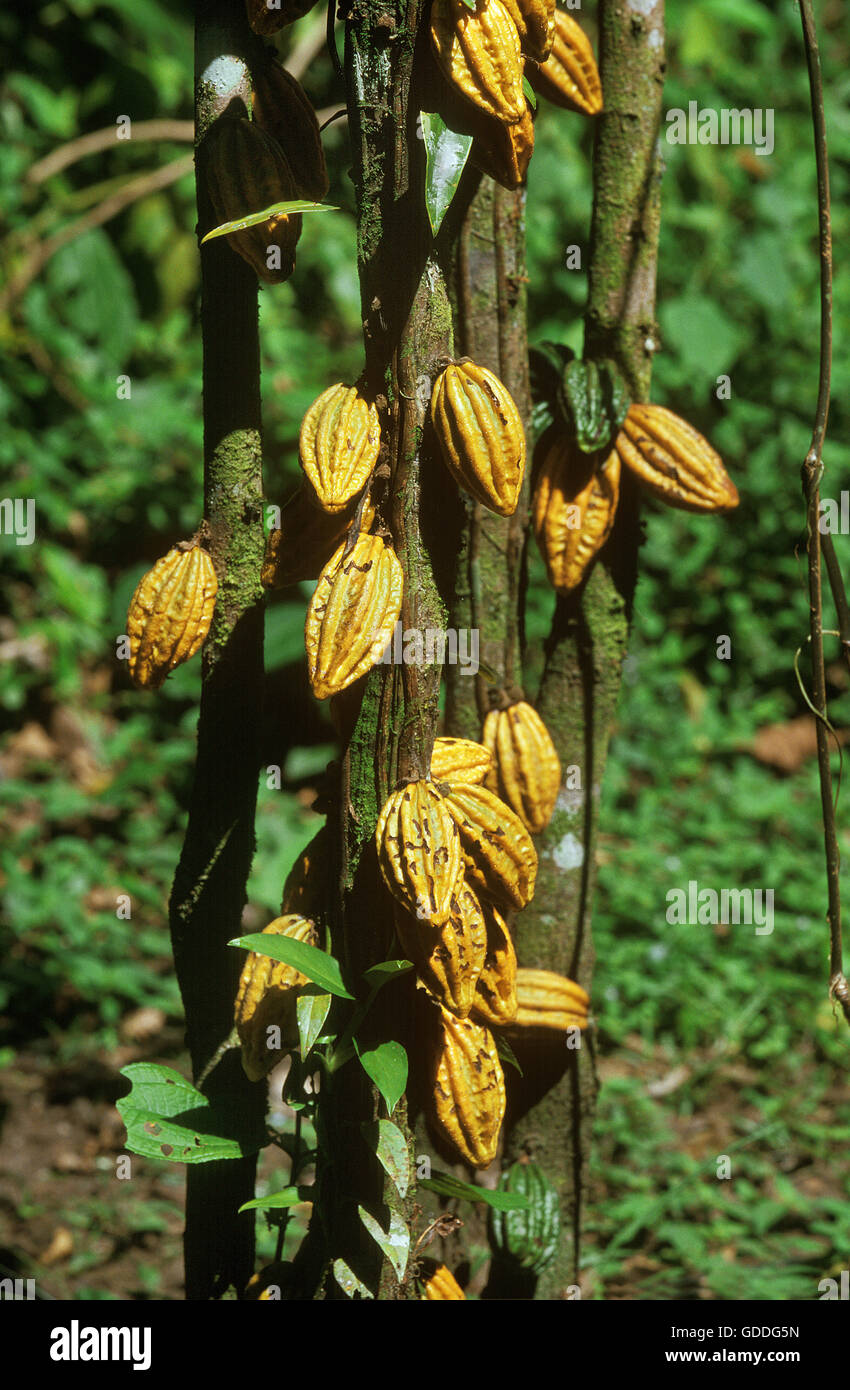 Cacao Tree, theobroma cacao, Cocoa Fruits, Mexico Stock Photo