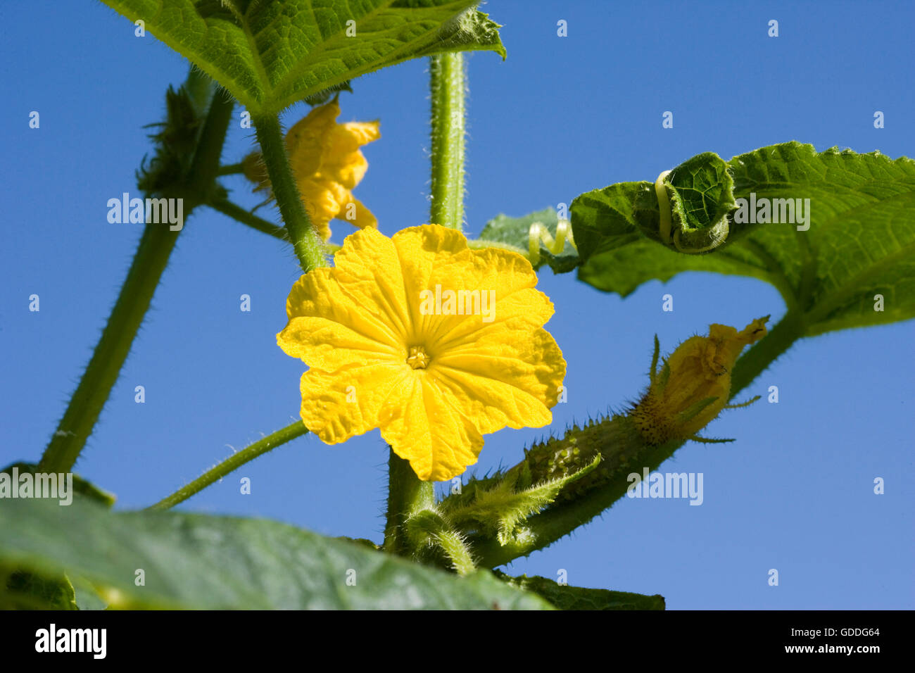 Flower of Gherkin or Pickle, cucumis sativus, Vegetable garden in