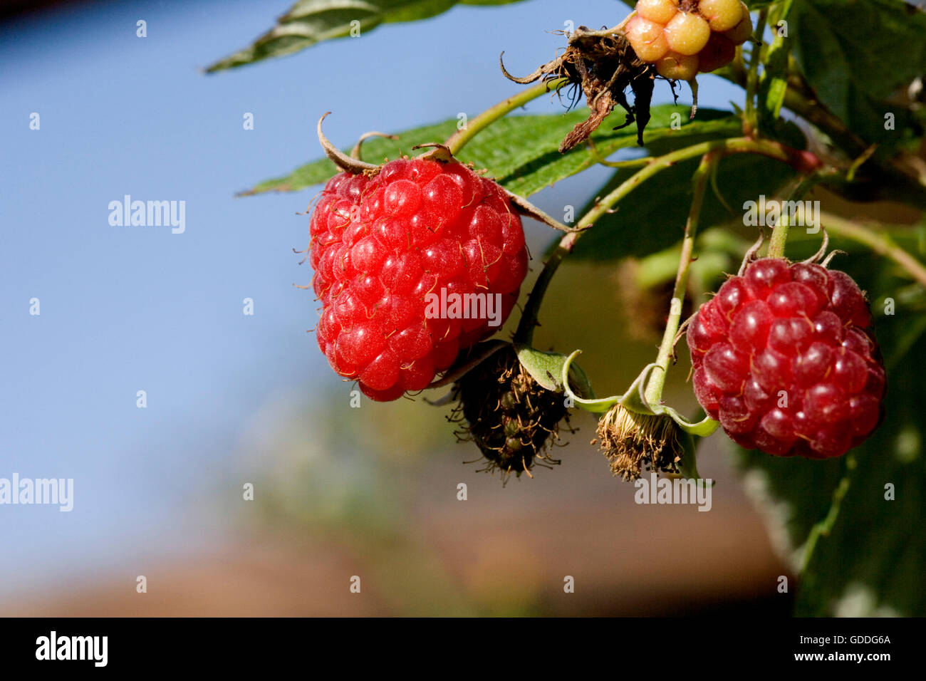 Nd Raspberries RASPBERRIES IN NORMANDY Stock Photo - Alamy