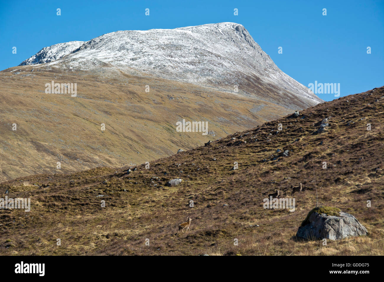 Scotland,Great Britain,west coast,Kinloch Hourn,mountain,Saddle,cape