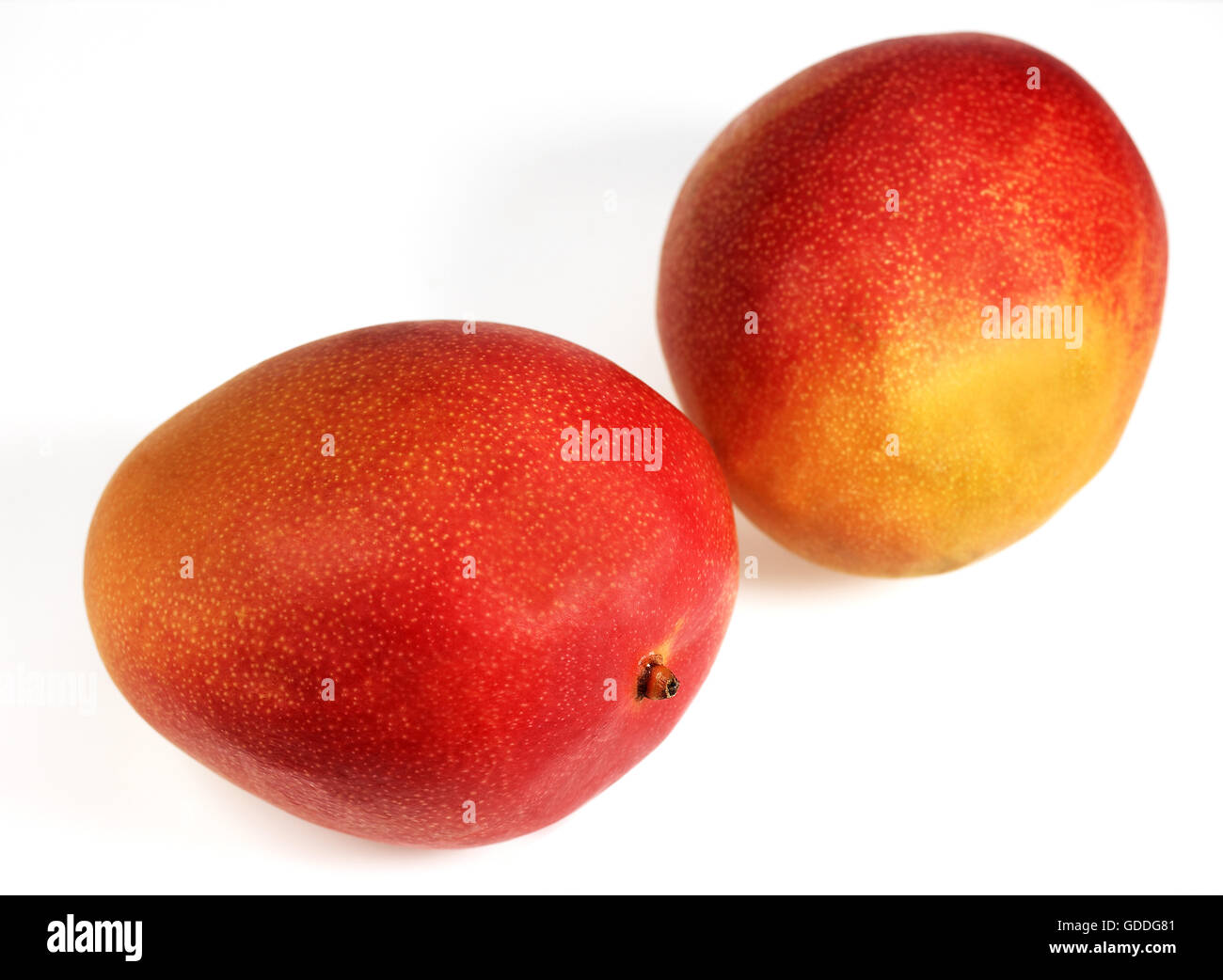 MANGO mangifera indica AGAINST WHITE BACKGROUND Stock Photo