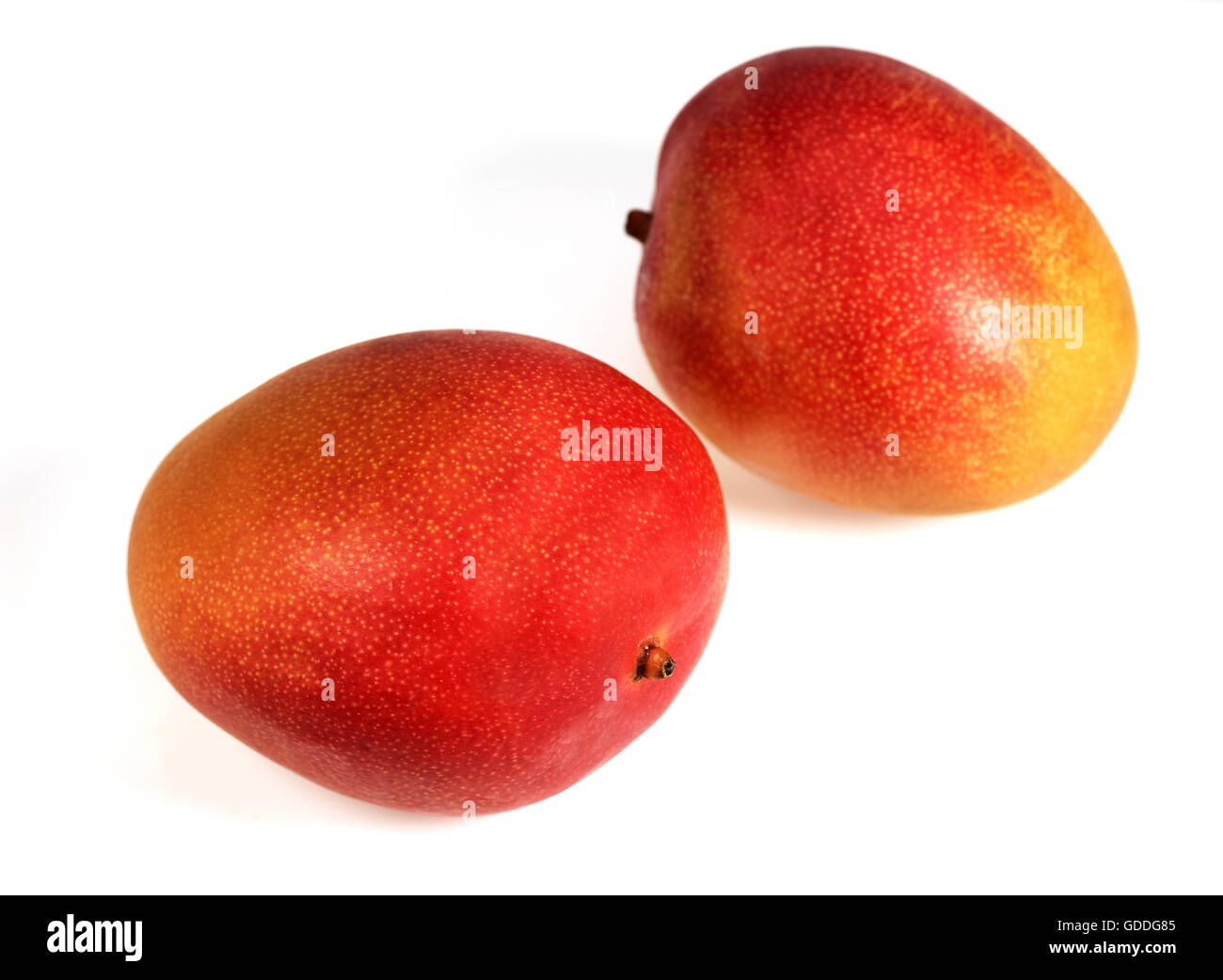 Mango, mangifera indica, Fruits against White Background Stock Photo