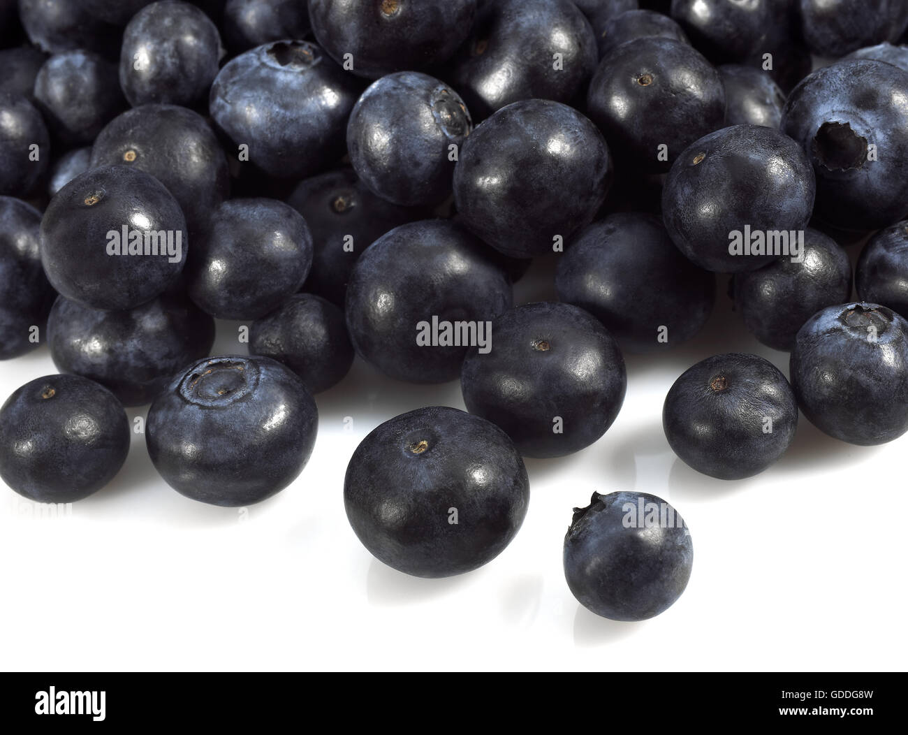 BLUEBERRY OR BILBERRY vaccinium sp AGAINST WHITE BACKGROUND Stock Photo