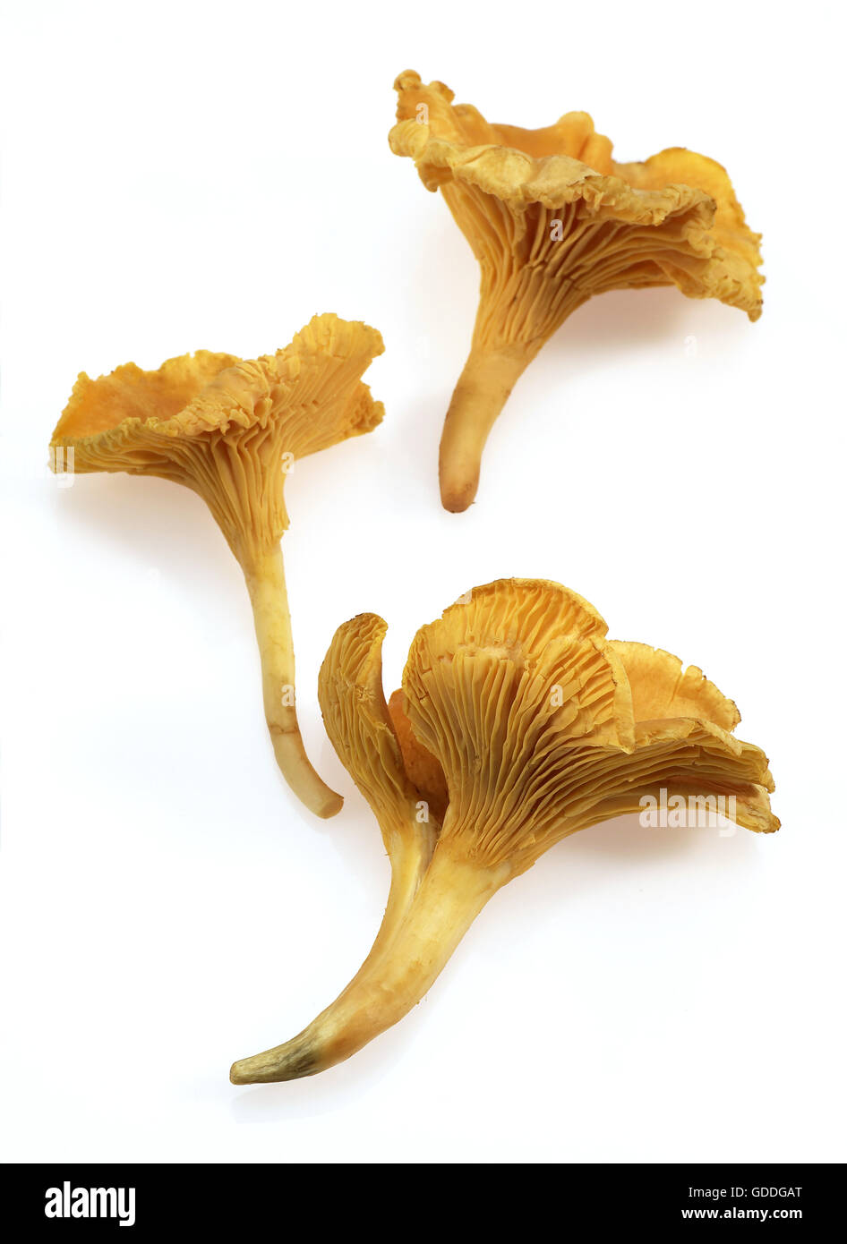 CHANTERELLE MUSHROOM cantharellus cibarius AGAINST WHITE BACKGROUND Stock Photo