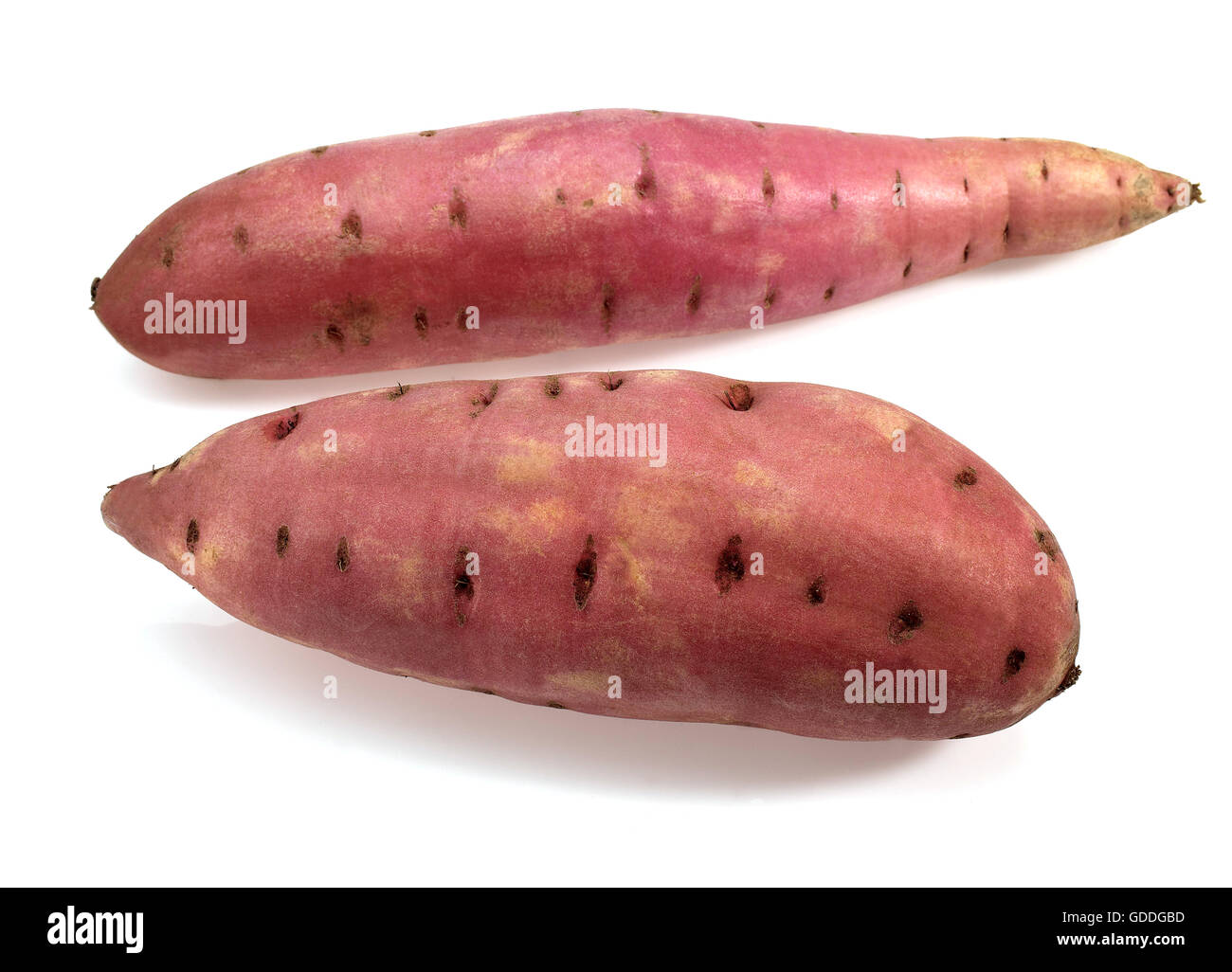 Potatoe Ipomoea batatas stock photo. Image of potato - 154975592