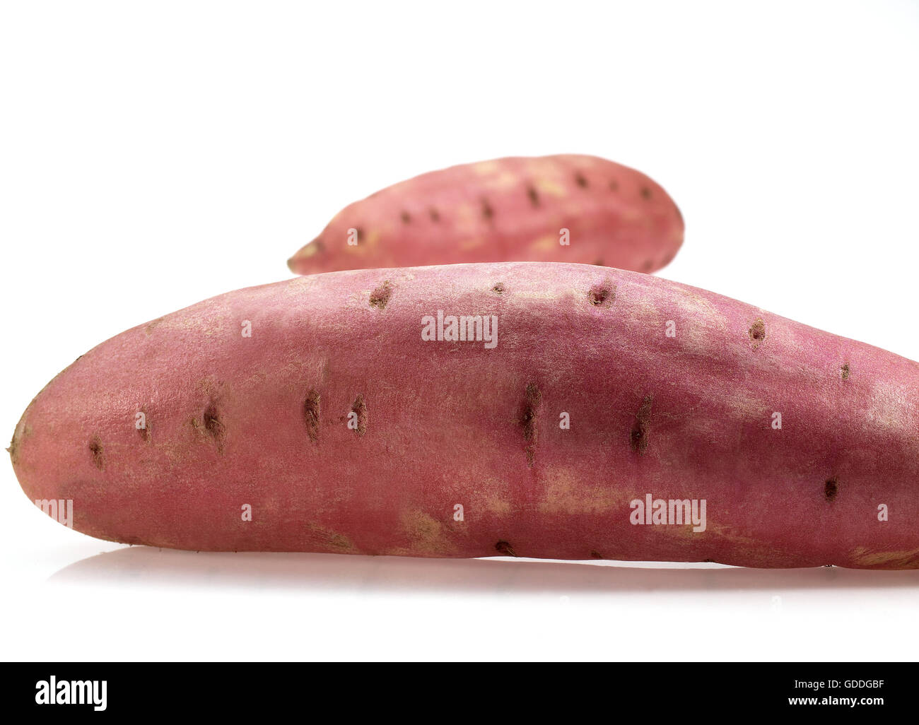 Sweet Potato, ipomoea batatas, Vegetable against White Backgrond Stock Photo