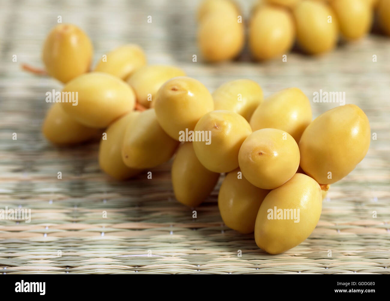 Fresh Dates, phoenix dactylifera Stock Photo Alamy