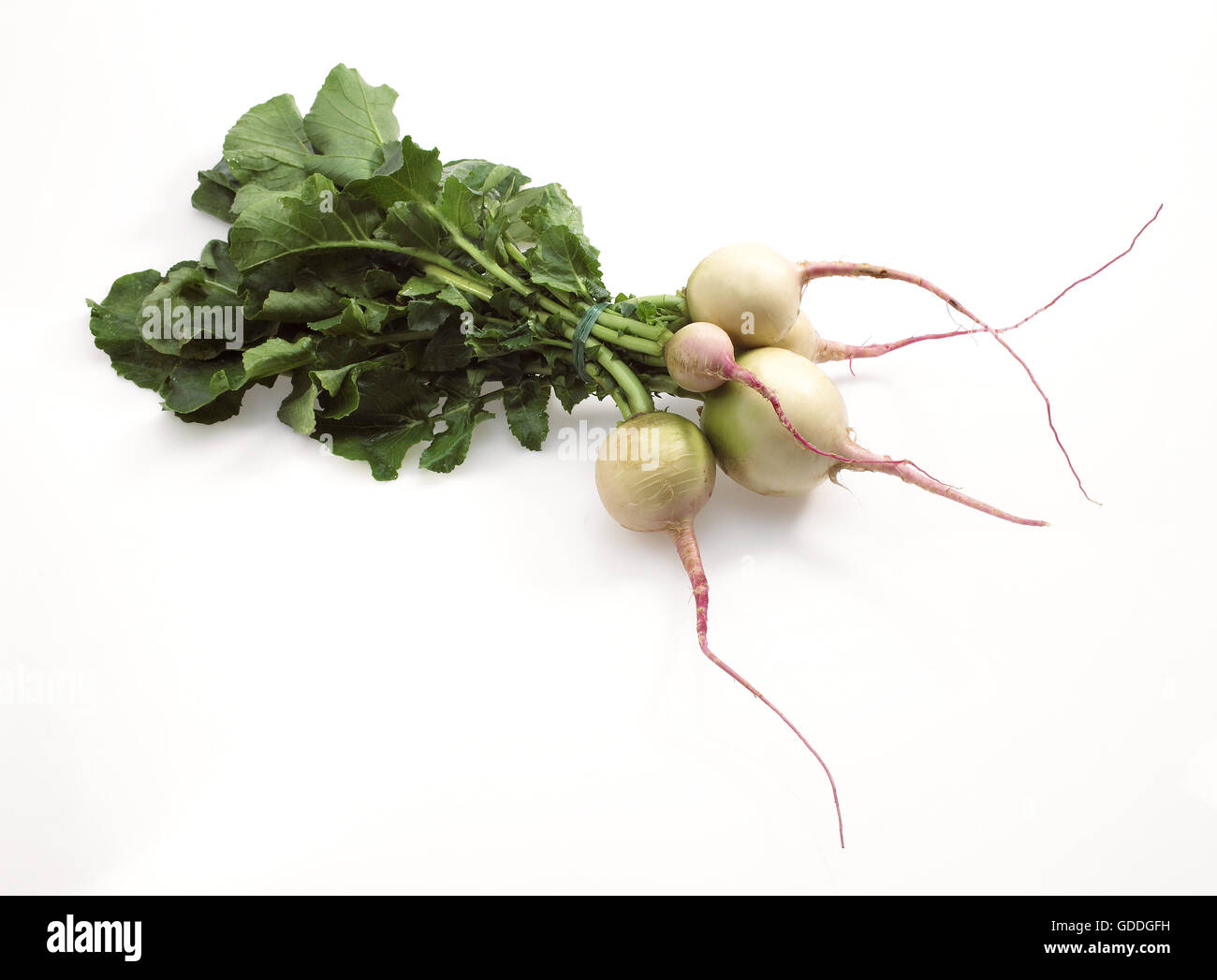 Turnips, brassica rapa, Vegetables against White Background Stock Photo