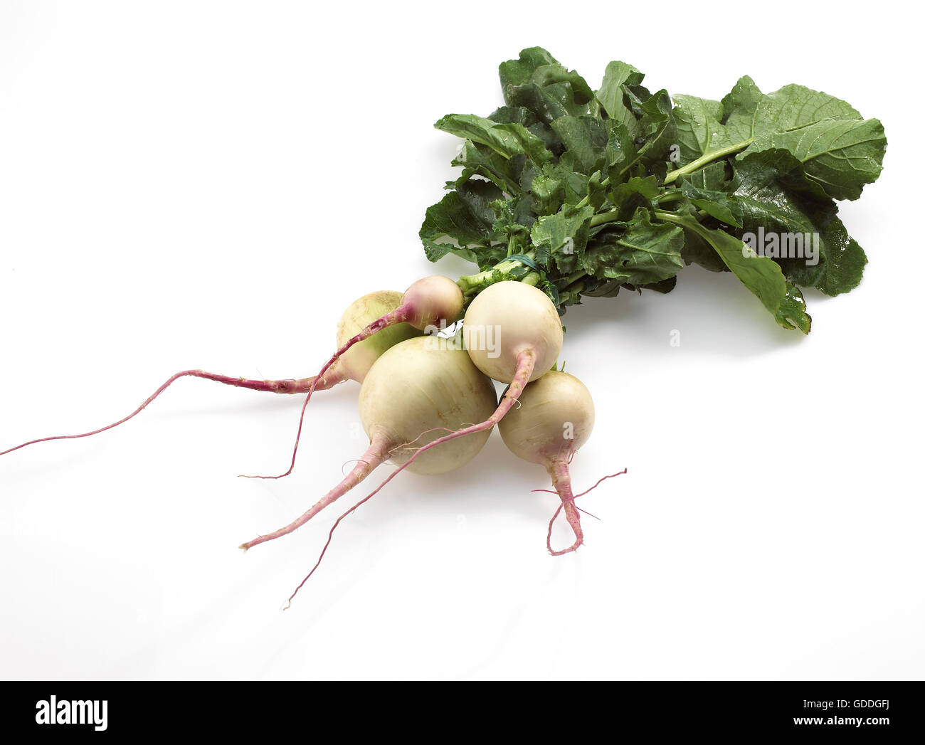 Turnips, brassica rapa, Vegetable against White Background Stock Photo