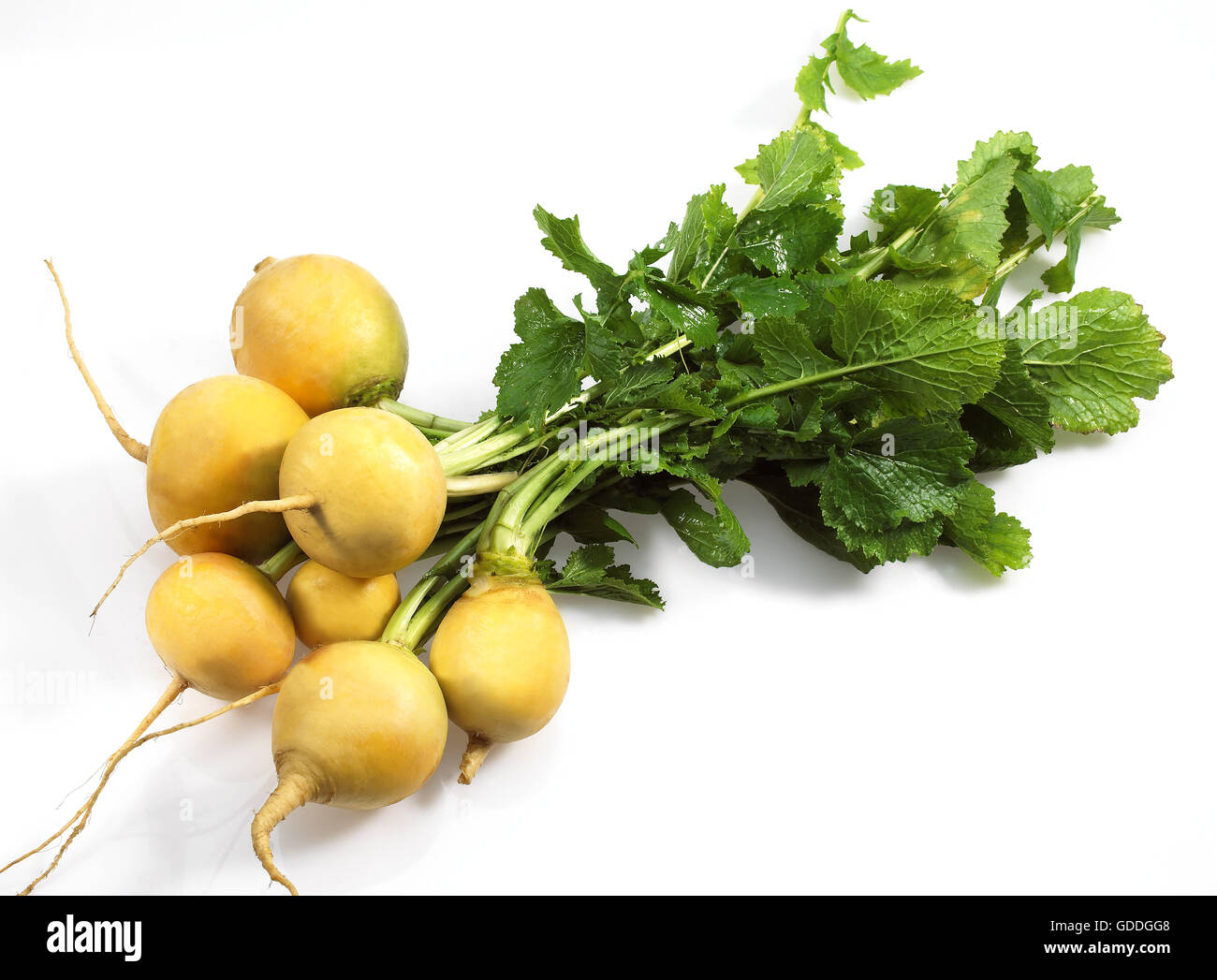 Golden Ball Turnip, brassica rapa, Vegetable against White Background