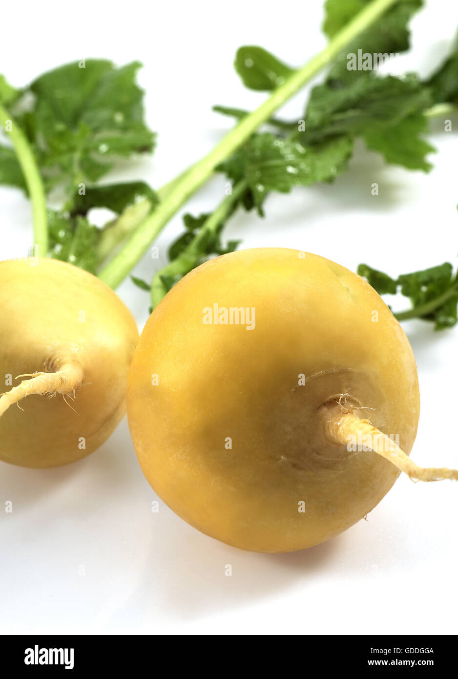 Golden Ball Turnip, brassica rapa, Vegetable against White Background