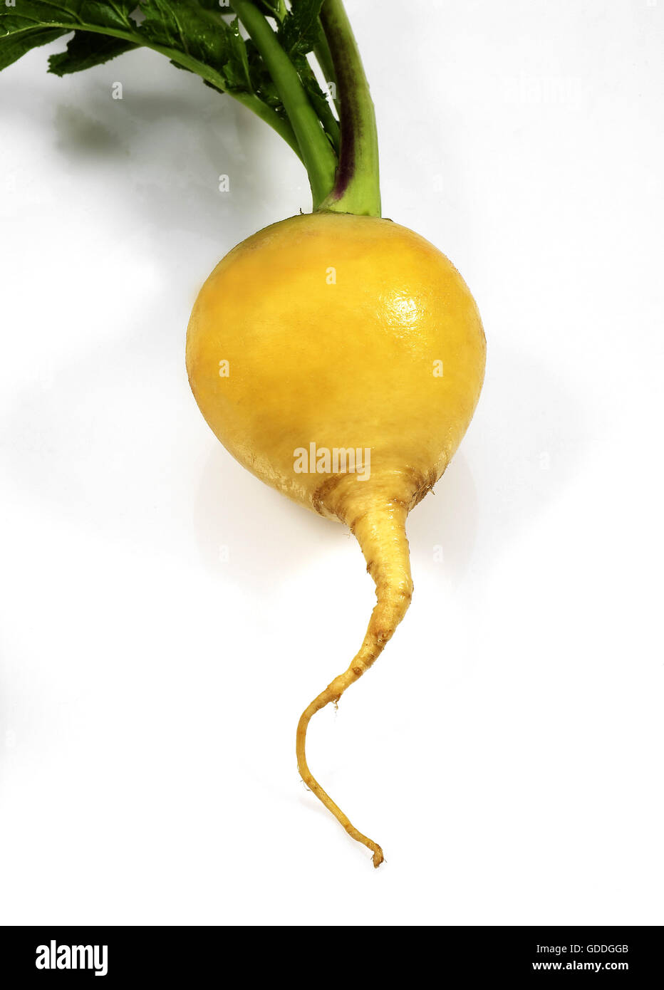 Golden Ball Turnip, brassica rapa, Vegetable against White Background