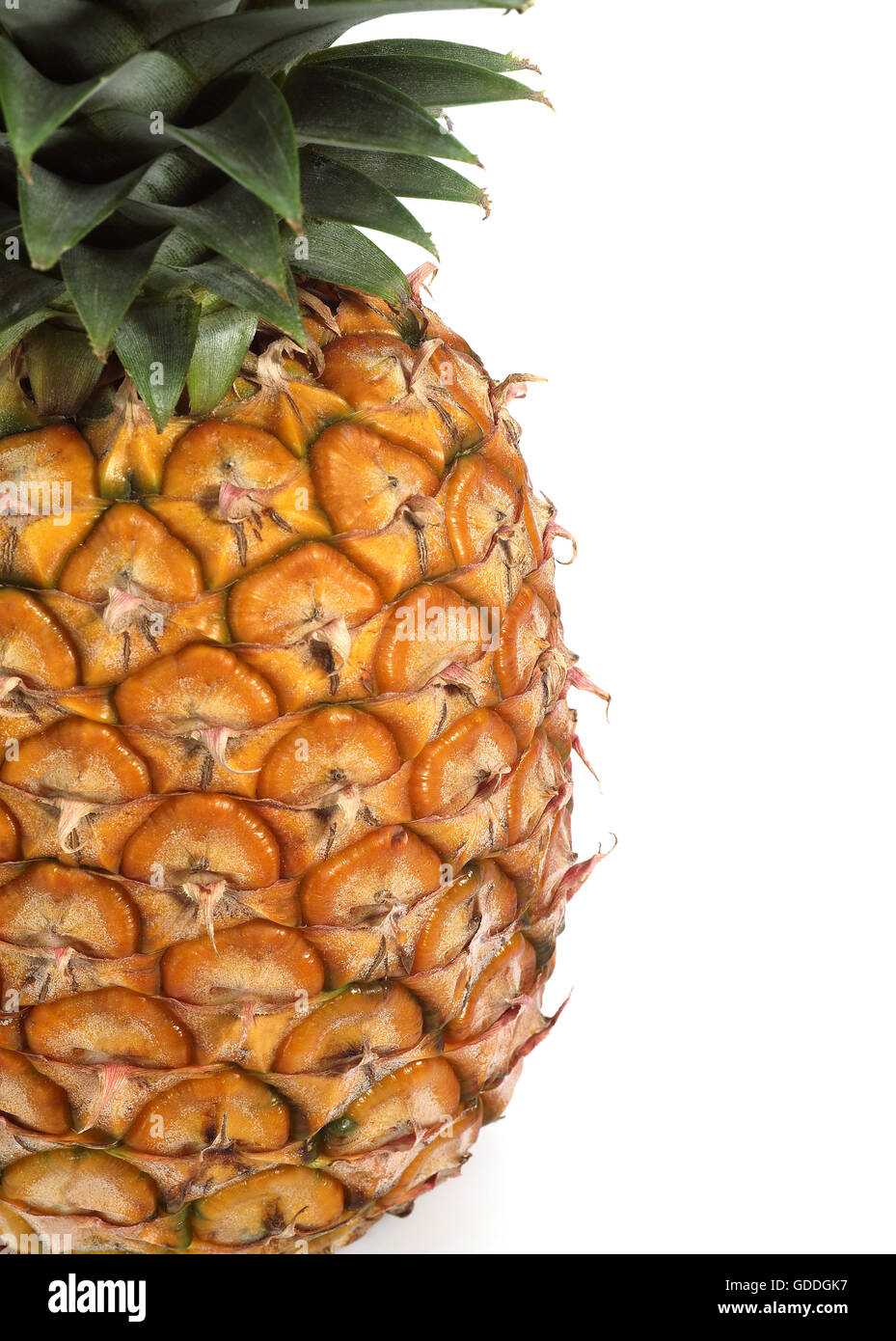Pineapple, ananas comosus, Fruit against White Background Stock Photo