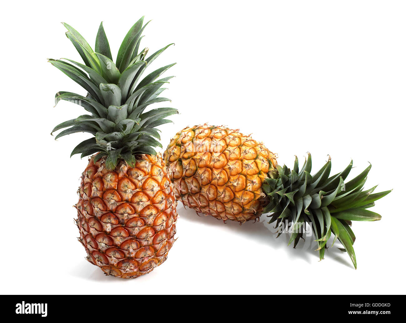 Pineapple, ananas comosus, Fruits against White Background Stock Photo