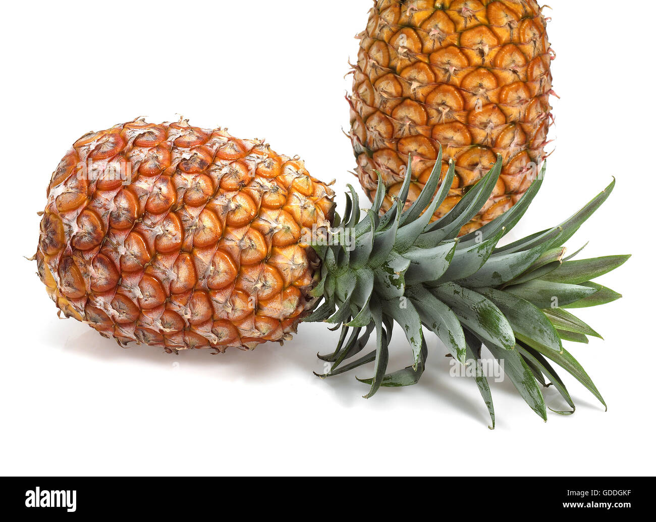 Pineapple, ananas comosus, Fruits against White Background Stock Photo
