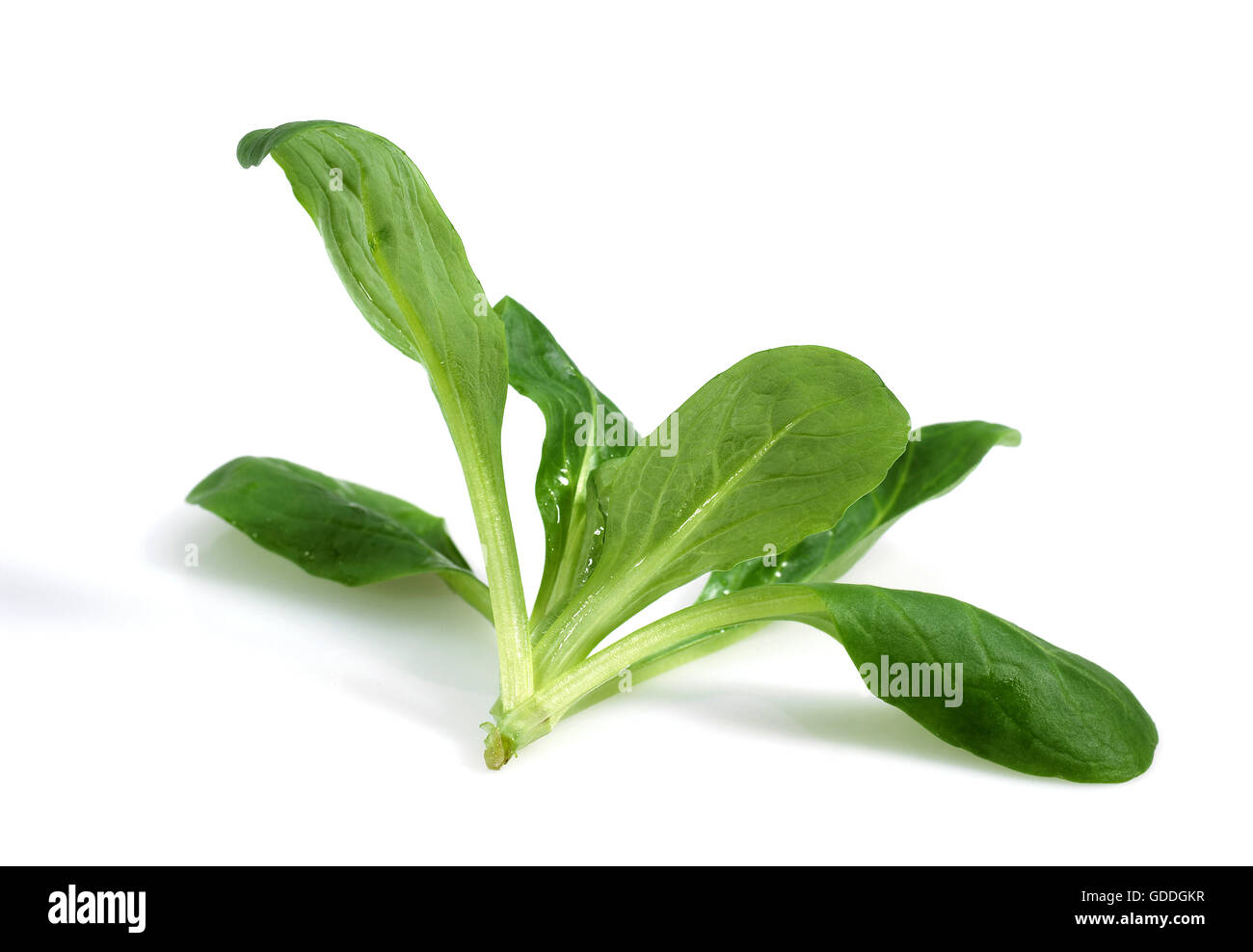 Corn Salad or Lamb's Lettuce, valerianella olitoria against White Background Stock Photo