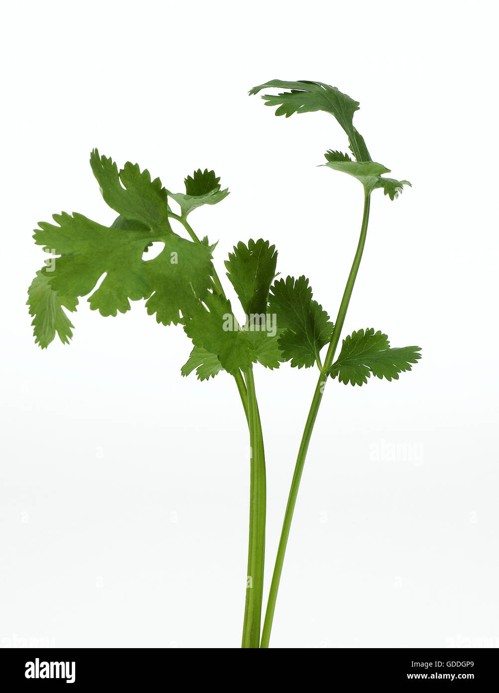 Coriander, coriandrum sativum against White Background Stock Photo Alamy