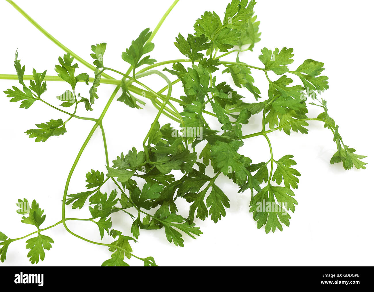 Chervil, anthriscus cerefolium, Aromatic Plant against White Background Stock Photo