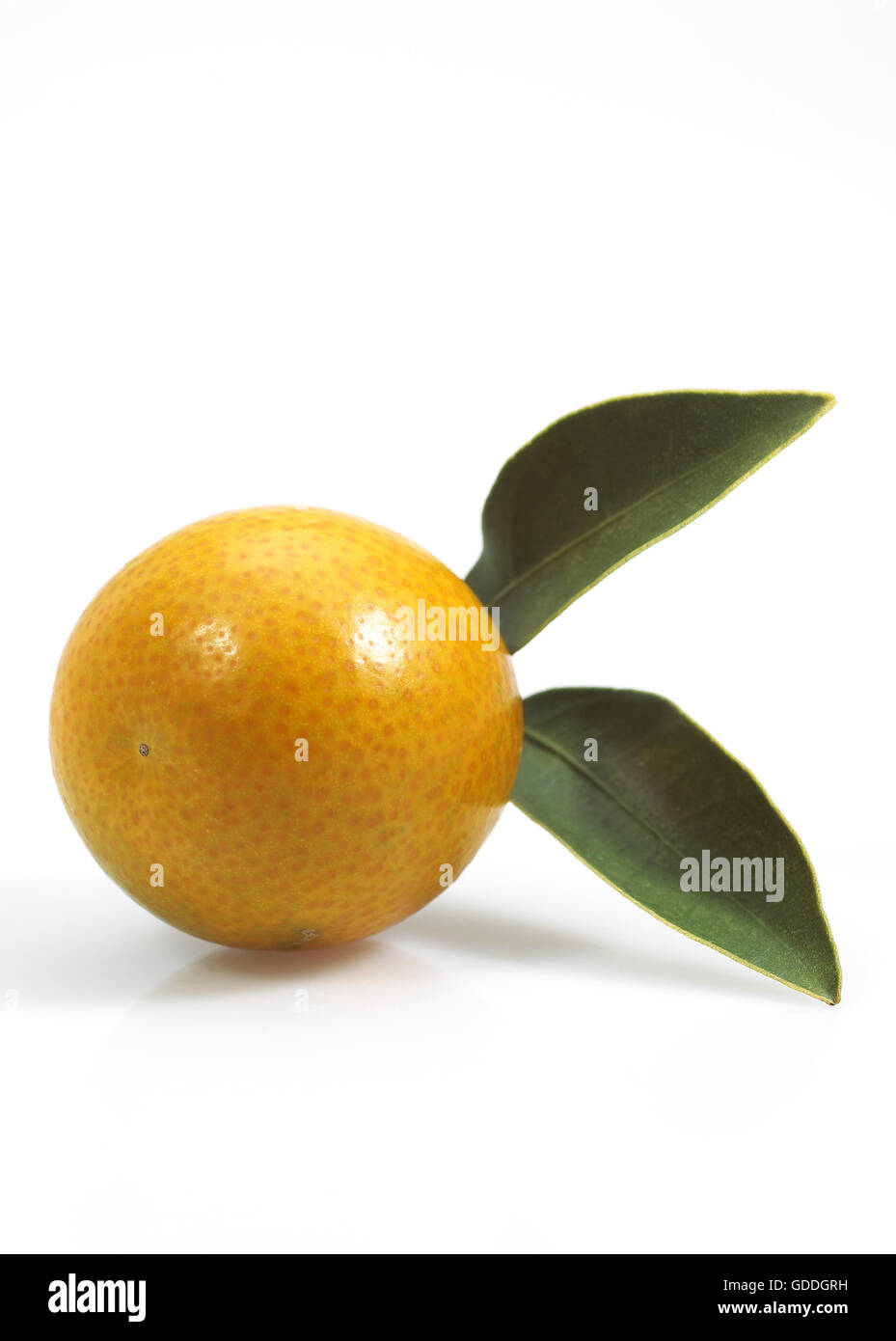 KUMQUAT fortunella margarita AGAINST WHITE BACKGROUND Stock Photo - Alamy