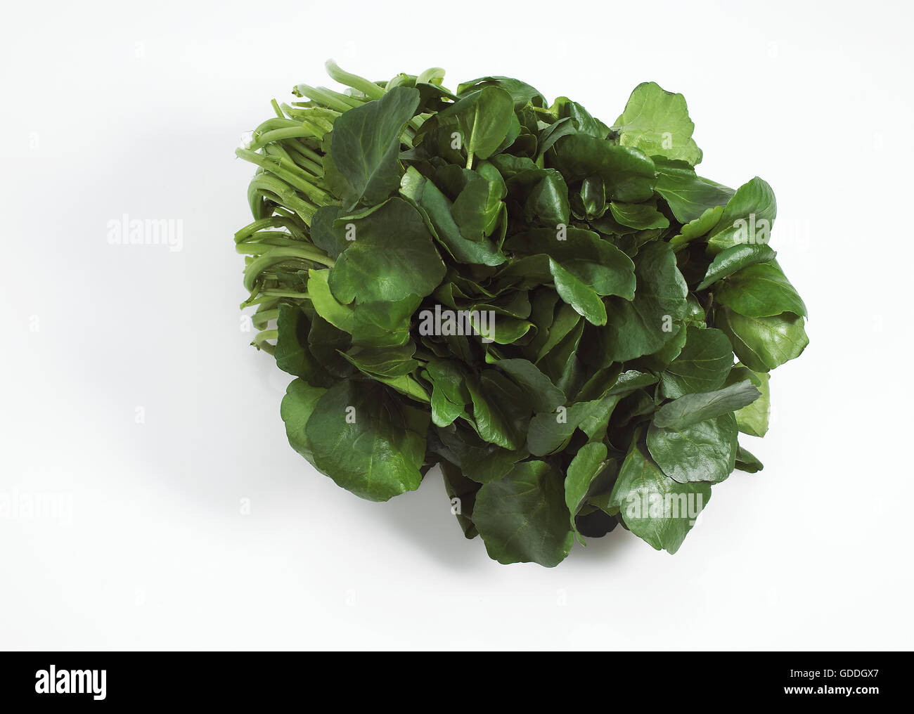 Watercress, nasturtium officinale, Salad against White Background Stock Photo