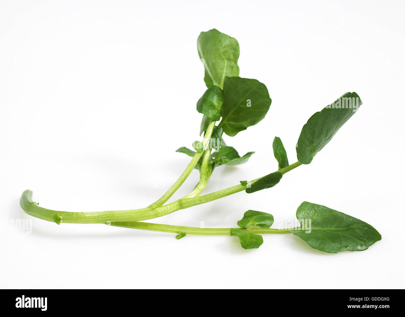 Watercress, nasturtium officinale, Salad against White Background Stock Photo