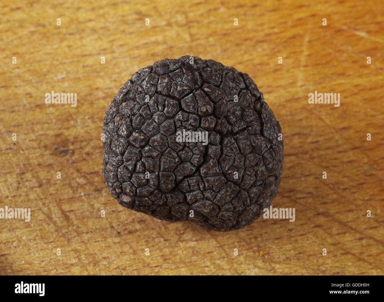 Perigord Truffle, tuber melanosporum Stock Photo