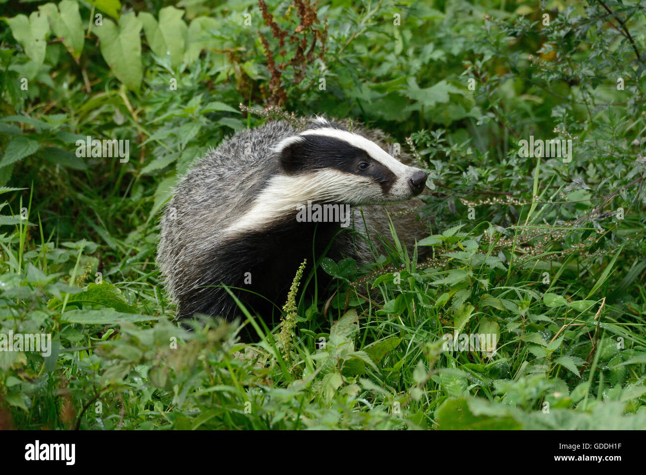 Badger,Indian summer Stock Photo