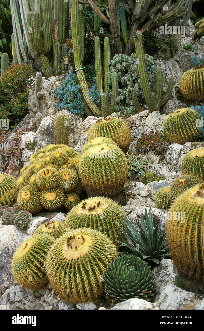 Cactus, Mother in Law's Seat, echinocactus grusonii, Botanial Garden in  Monaco Stock Photo - Alamy