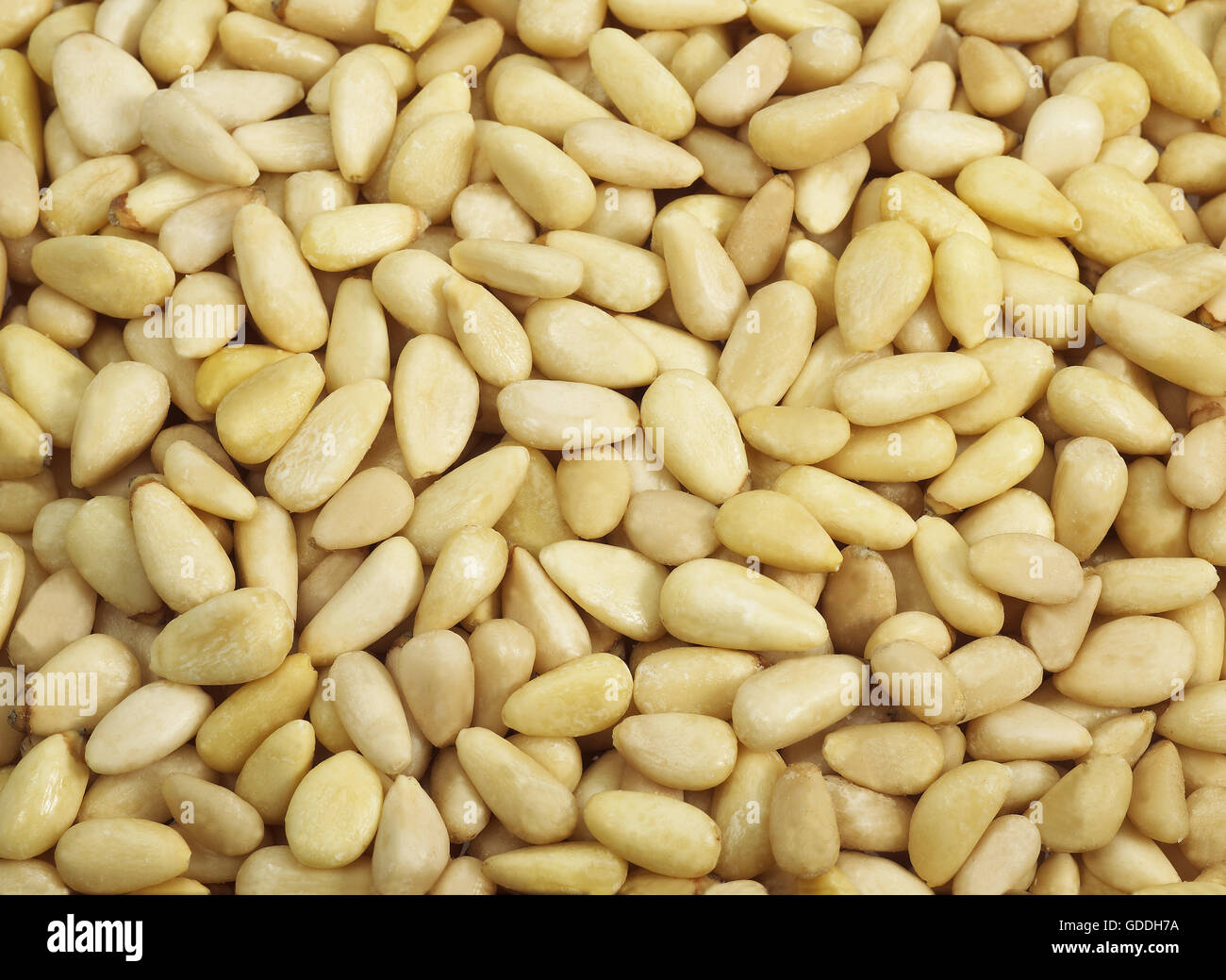 Pine Kernel or Pine Nut, pinus sp Stock Photo