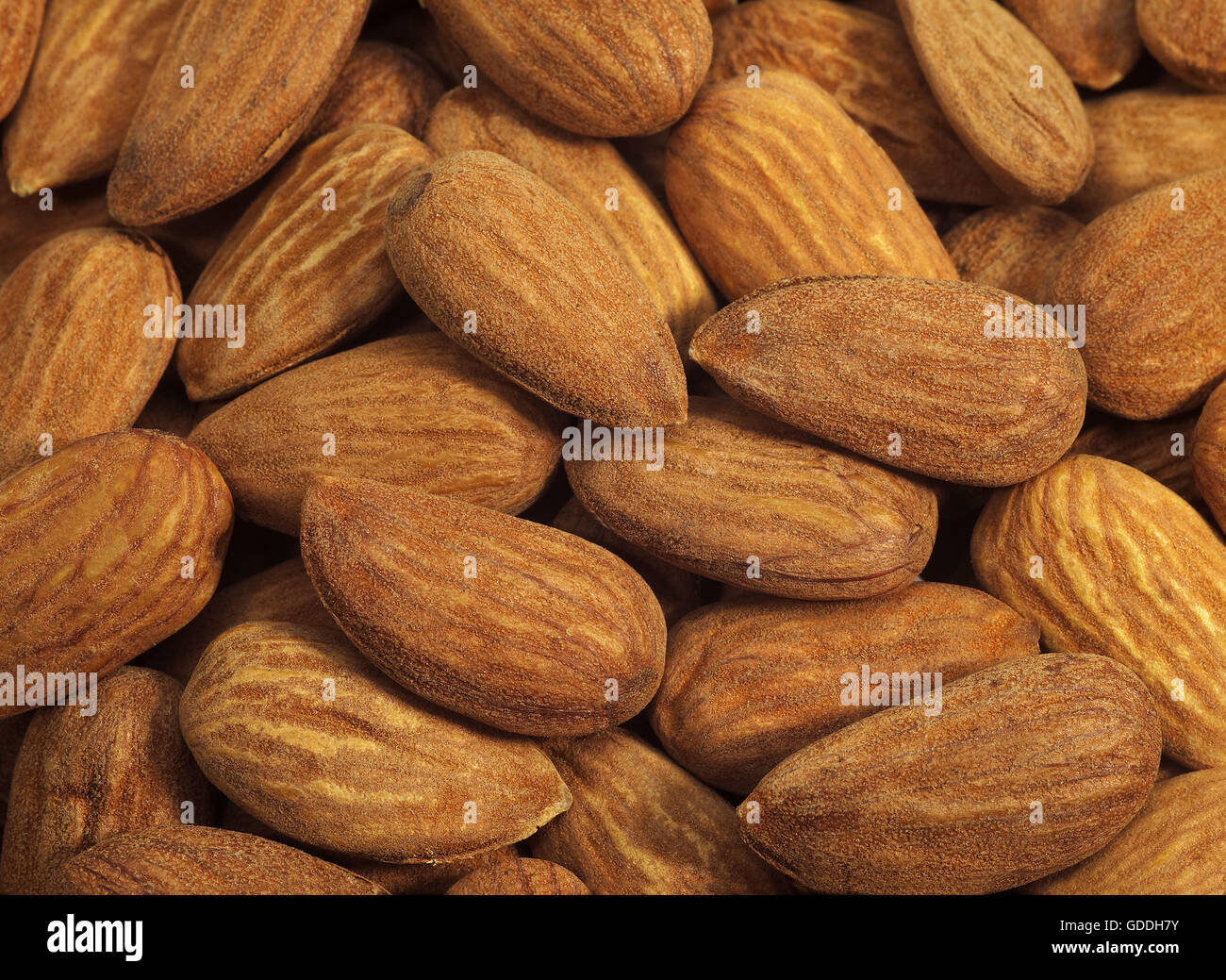 Dried Almonds, prunus dulcis Stock Photo