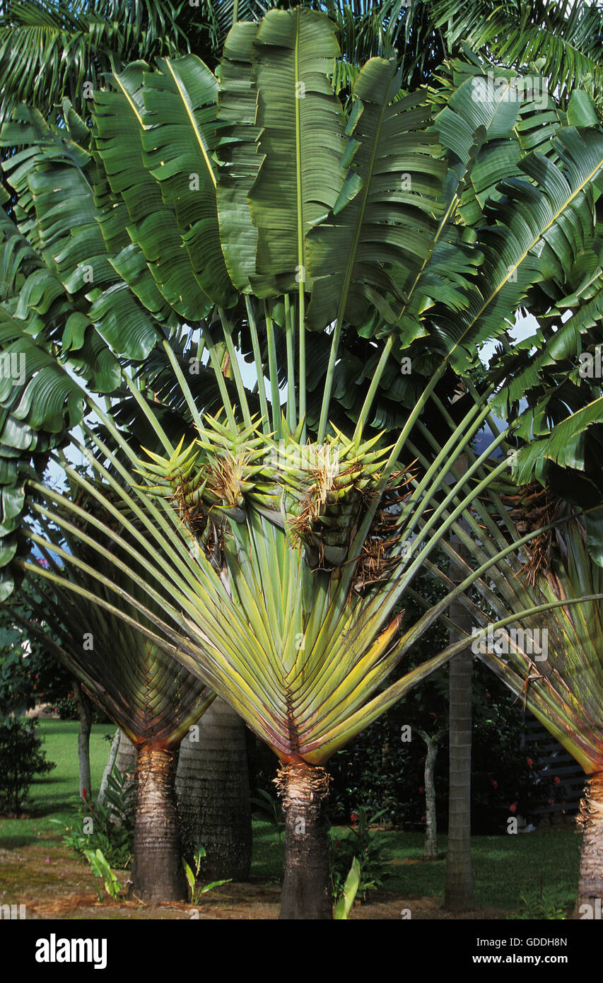 TRAVELLER'S PALM TREE ravenala madagascariensis, HAWAII Stock Photo