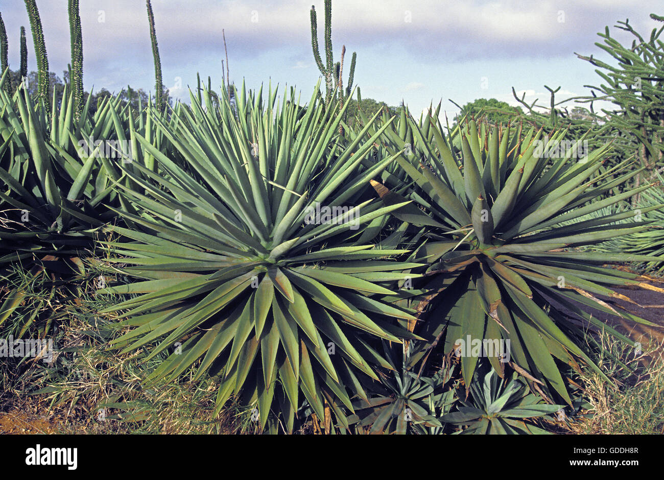 Sisal Plant, agave sisalana, Plantation near Fort Dauphin in Madagascar  Stock Photo - Alamy