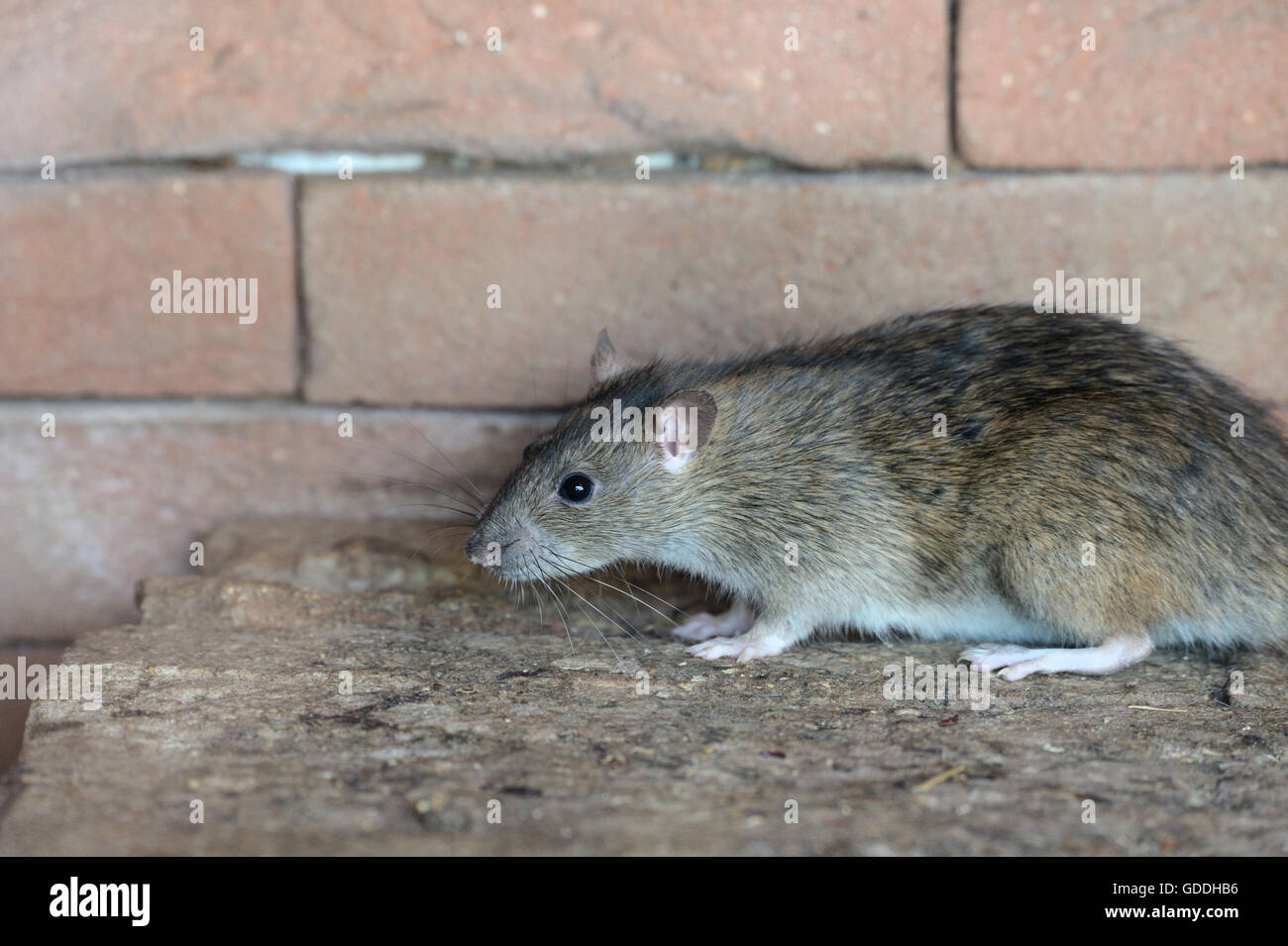 brown rat,common rat, Stock Photo