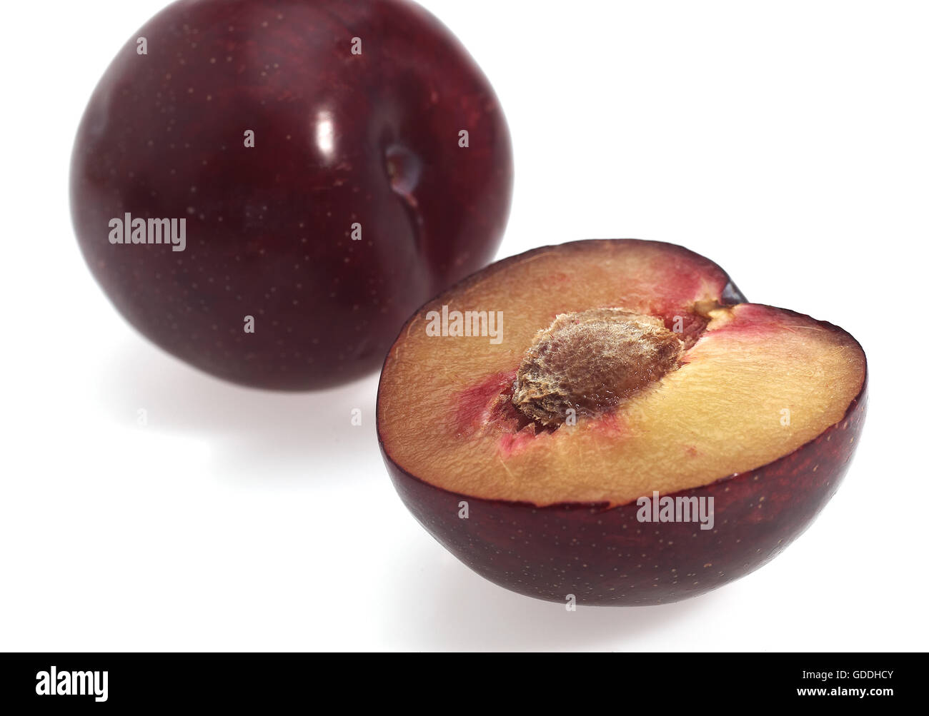 Red Plums, prunus domestica, Fruits against White Background Stock Photo