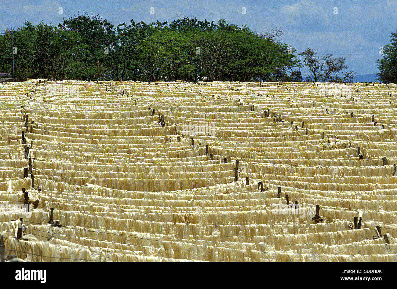 Rope Factory, Sisal Plant, agave sisalana, Fort Dauphin in Madagascar Stock Photo