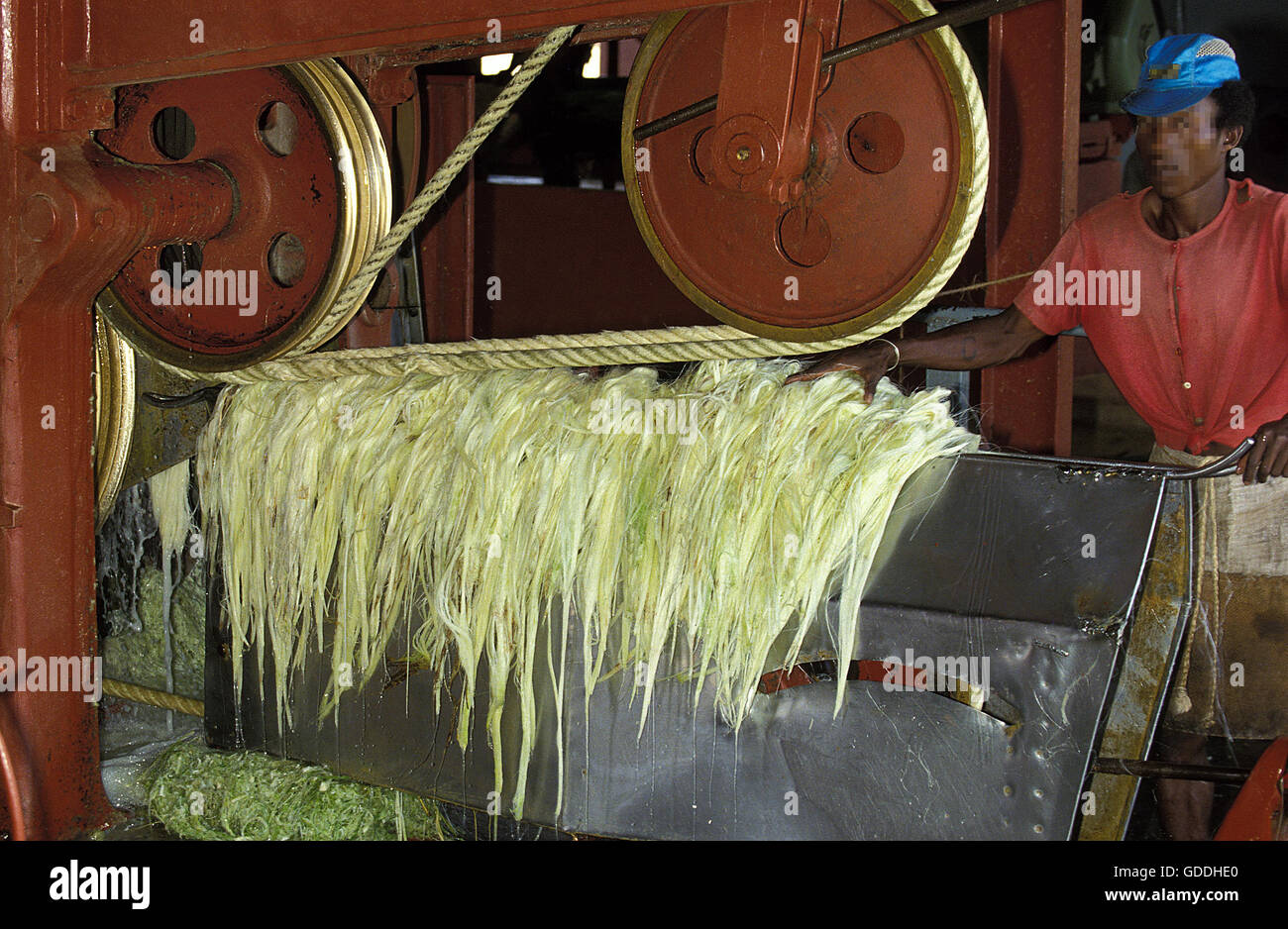 Rope of Sisal Plant, agave sisalana, Factory at Fort Dauphin in Madagascar Stock Photo