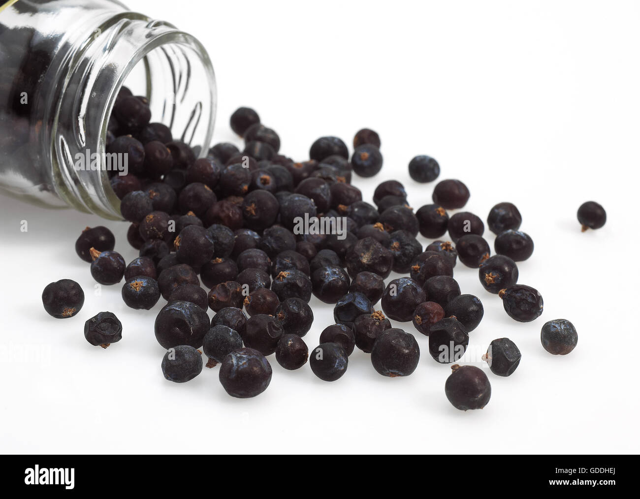 Juniper Berries, juniperus communis against White Background Stock Photo